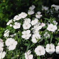 ナデシコの画像