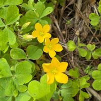 カタバミの画像
