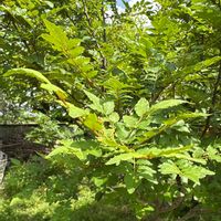 サンショウの画像