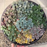 セダム,玄関アプローチ,庭の画像