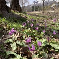 カタクリ,岩木山❤︎の画像