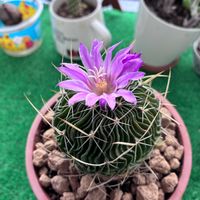 槍穂玉,槍穂玉,サボテンさん,植物のある暮らし,植物好きの画像