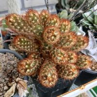 コガネツカサ,とら　コガネツカサ,とら　コガネツカサ, サボテン, サボテンの画像