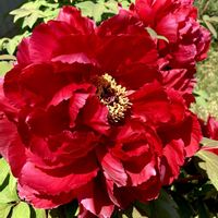 スズラン,フジ,ボタン,マンサクの画像