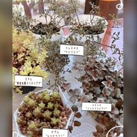 セダム,リシマキアミッドナイトサン,黄金丸葉マンネングサ,クレマチスペトリエイ,新津フラワーランドの画像
