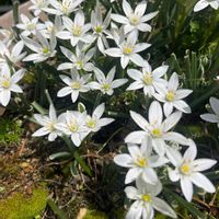 オーニソガラムの画像