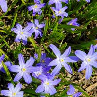 チオノドクサ,北海道,キュンキュン乙女倶楽部,今日も笑顔で♡,頑張れ私も頑張！の画像