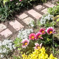 アリッサム,ガザニア,斑入りシラン,ガーデニング,花のある暮らしの画像