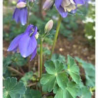 ミヤマオダマキ,地植え,4月,庭の画像