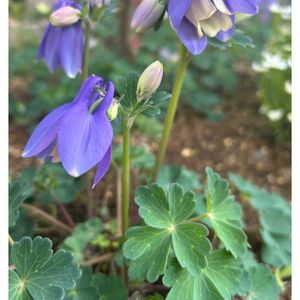 ミヤマオダマキ,地植え,4月,庭の画像