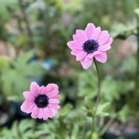 アネモネ,アネモネ　パブニナ,アネモネ パブニナ,ガーデニング,原種系アネモネ パブニナの画像