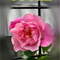 バラ,ポピー,薄化粧,ジャスミン,オステオスペルマムの画像