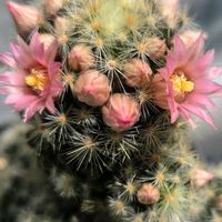 サボテン,サボテンの花✨,マミラリア属,ロシータの画像