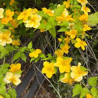 ヤマブキの画像