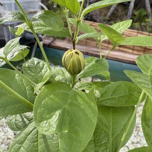 銅葉大紅ウツギ,花のある暮らし,メロンの木,広い庭の画像