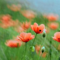 ポピーの画像