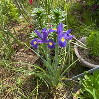 ハナショウブの画像