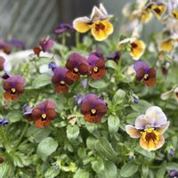 ビオラ,庭人さんビオラ 幻夢,ガーデニング,ビオラ・パンジー,ビオラ コーヒールンバの画像