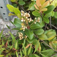 シャリンバイの画像