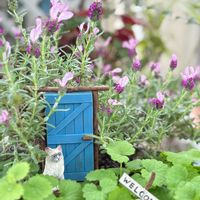 グレコマ,ラベンダーの画像