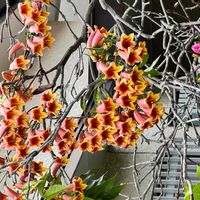 ツルウメモドキの画像