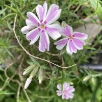 アメリカンブルー,シバザクラ,花のある暮らし,青い花大好き,おうち園芸の画像
