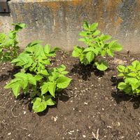 ジャガイモの画像