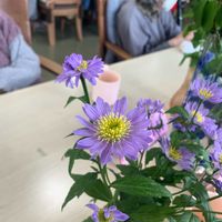 ミヤコワスレの画像