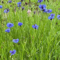 ヤグルマギクの画像