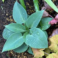 ギボウシ,ホスタ ハルション,多年草,ホスタ,花のある暮らしの画像