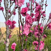 ハナモモの画像