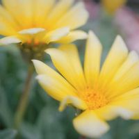 ビオラ,宿根 ガザニア,宿根 ガザニア,ミラーレス一眼,今日も今日とて‪ෆ  ̖́-‬の画像