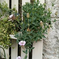 シレネ,シレネ,春,庭の画像