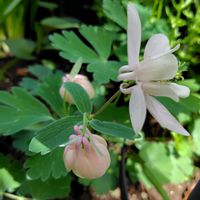 紫のオダマキ,地植え,北側の前庭,薔薇の下で咲いてます,庭の画像