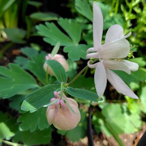 紫のオダマキ,地植え,北側の前庭,薔薇の下で咲いてます,庭の画像