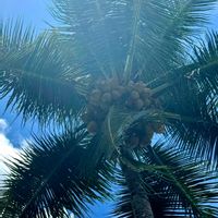 ヤシの木,ココヤシの木,ヤシノミ,散歩道の画像