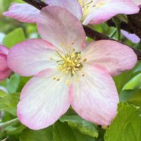 ミカイドウ（実海棠）,ミカイドウ（実海棠）,花壇,ガーデニング,庭木の画像