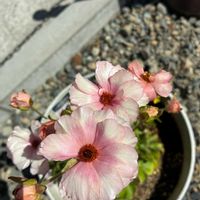 ギボウシ,バラ ボレロ,ラナンキュラス・ラックス アリアドネ,ペンステモン  ハスカーレッド,宿根・多年草の画像