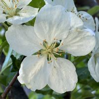 ヒメリンゴ,ヒメリンゴ,リンゴ,花壇,果物の画像