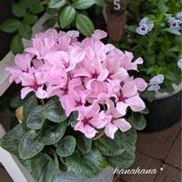 シクラメン,シクラメン　イリュージア,可愛い,感謝,グリーンのある暮らしの画像