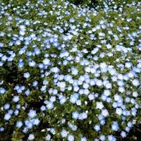 ツツジ,ネモフィラ,ネモフィラ,ネモフィラ,しばざくらの画像