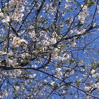 サクラ,ヤブデマリ,ヤブデマリ,芝桜,芝桜の画像
