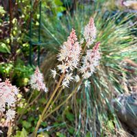 ドウダンツツジ,ティアレア,花のある暮らし,緑のある暮らし,チロリン隊の画像