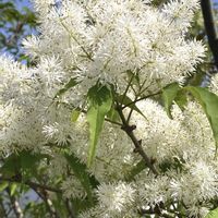 サクラ,ツツジ,モクレン,八重桜,アオダモの画像