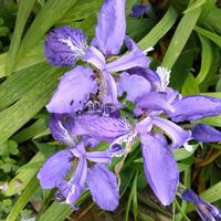 イチハツ,イチハツ,庭に咲いてるお花,癒し…♡,お花のある暮らしの画像