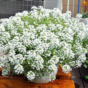 スーパーアリッサム・フロスティナイト,花びら,蕾 つぼみ,ＰＷ,テラスの画像