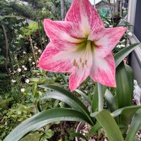 アマリリス,球根,植えっぱなし,多年草,毎年咲くの画像