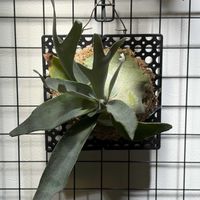 ビカクシダ,室内管理の画像