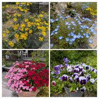 ナデシコ,ユリオプスデージー,パンジー,モネフｨラの画像