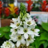 オーニソガラム,ホームセンター,沖縄,納品,メイクマン豊見城店の画像